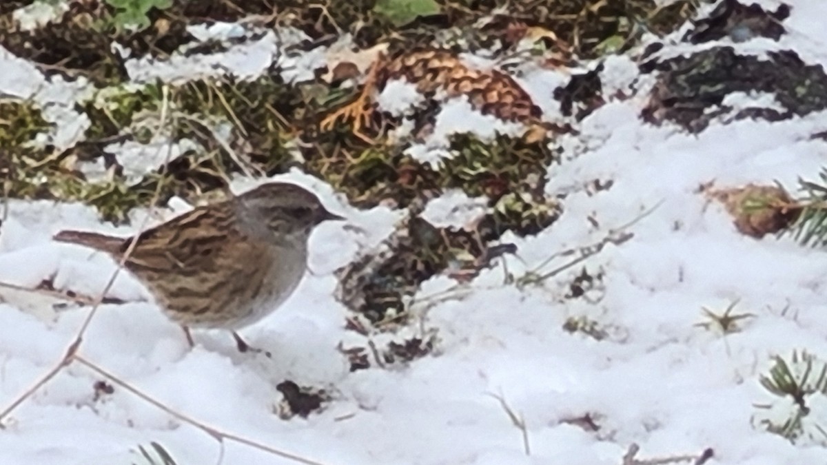 Dunnock - Jarmo Saarikko