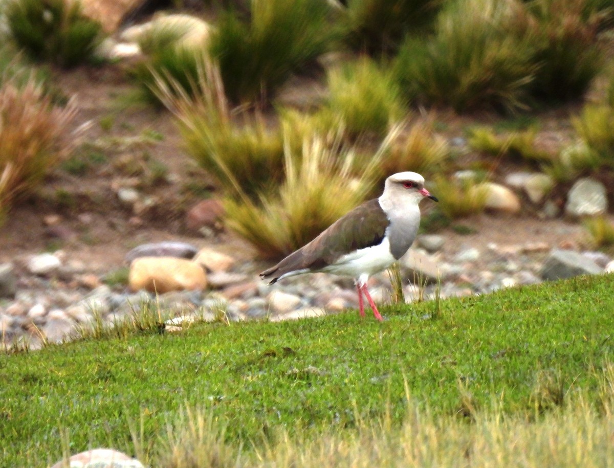 Andean Lapwing - Guido Ayala Crespo