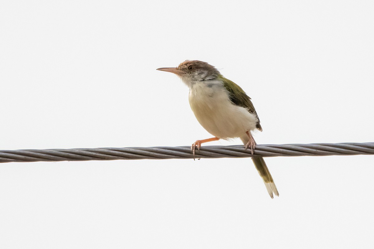 Common Tailorbird - Ravi Jesudas