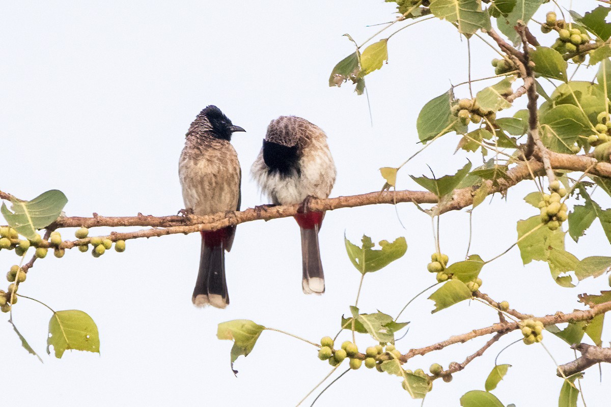 Bulbul à ventre rouge - ML617648309