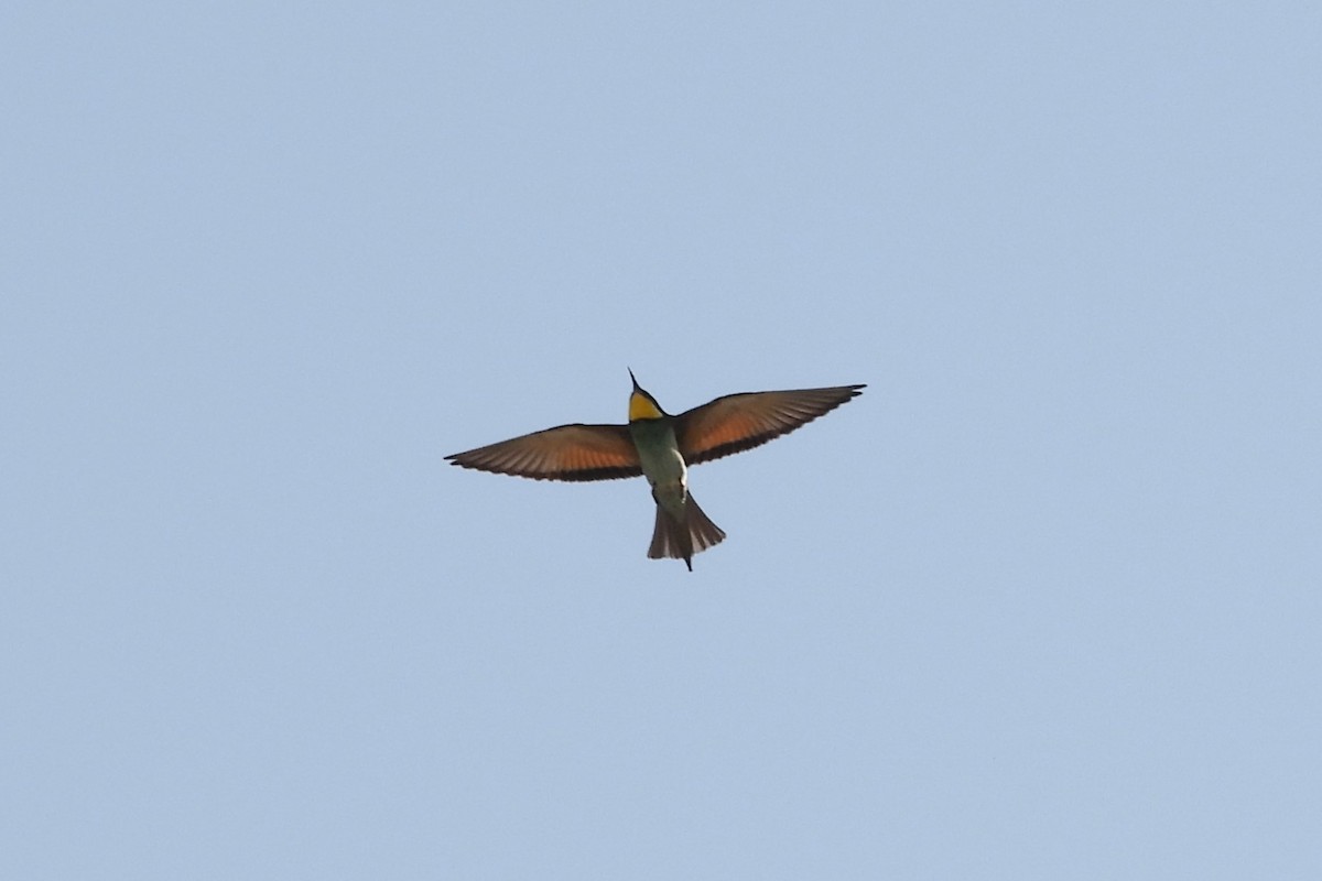 European Bee-eater - ML617648320