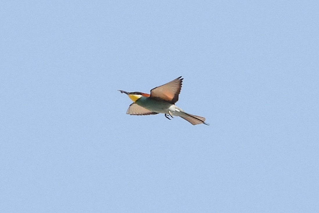 European Bee-eater - ML617648321