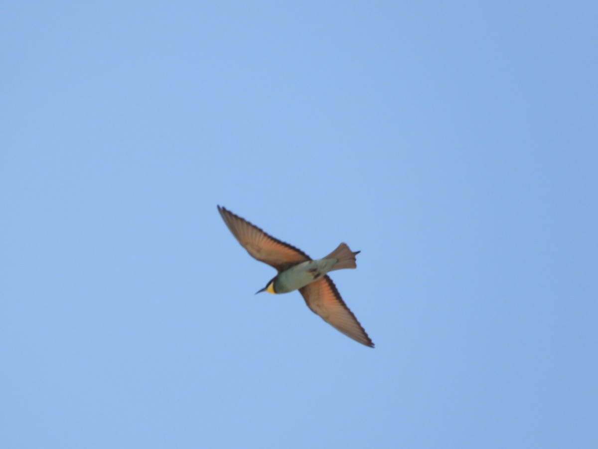 European Bee-eater - ML617648323