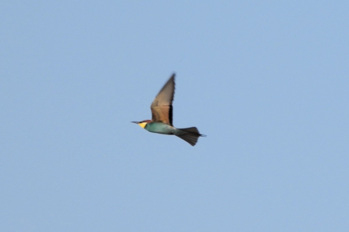 European Bee-eater - ML617648324