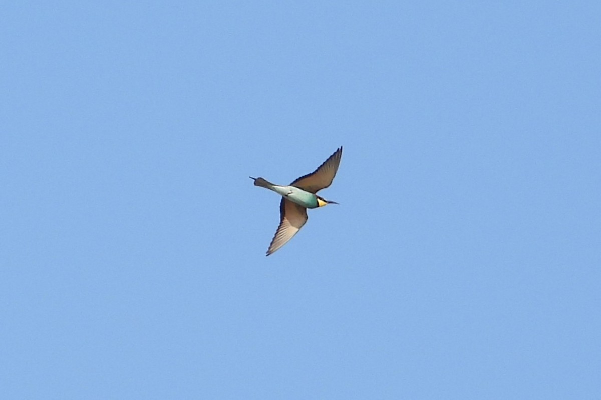 European Bee-eater - ML617648326