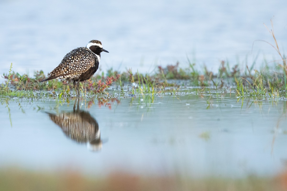 American Golden-Plover - ML617648343