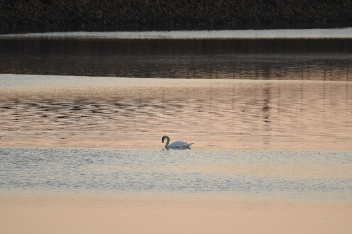 Mute Swan - ML617648375