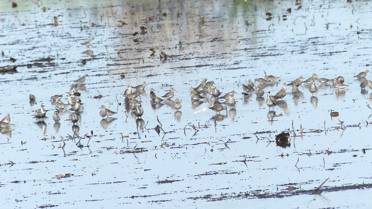 Long-billed Dowitcher - Leslie Sours