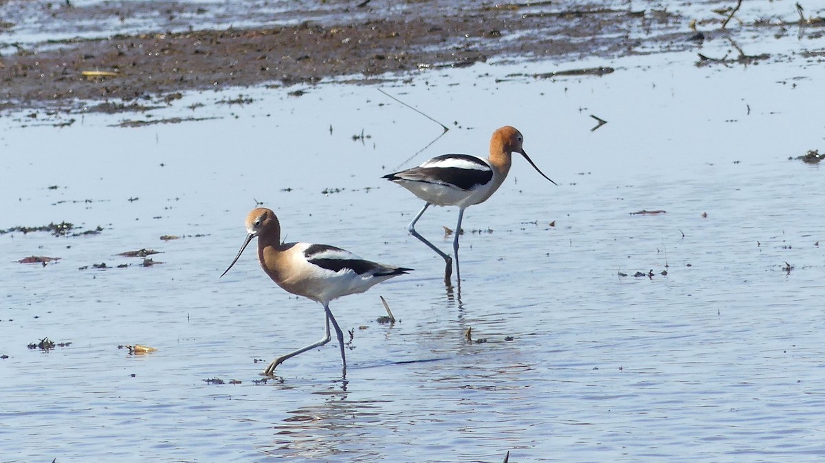 Avocette d'Amérique - ML617648409