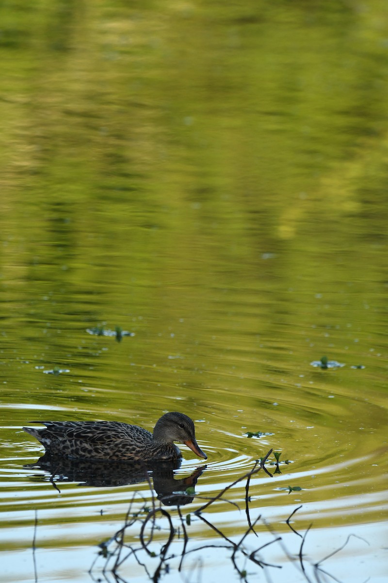 Gadwall - ML617648425