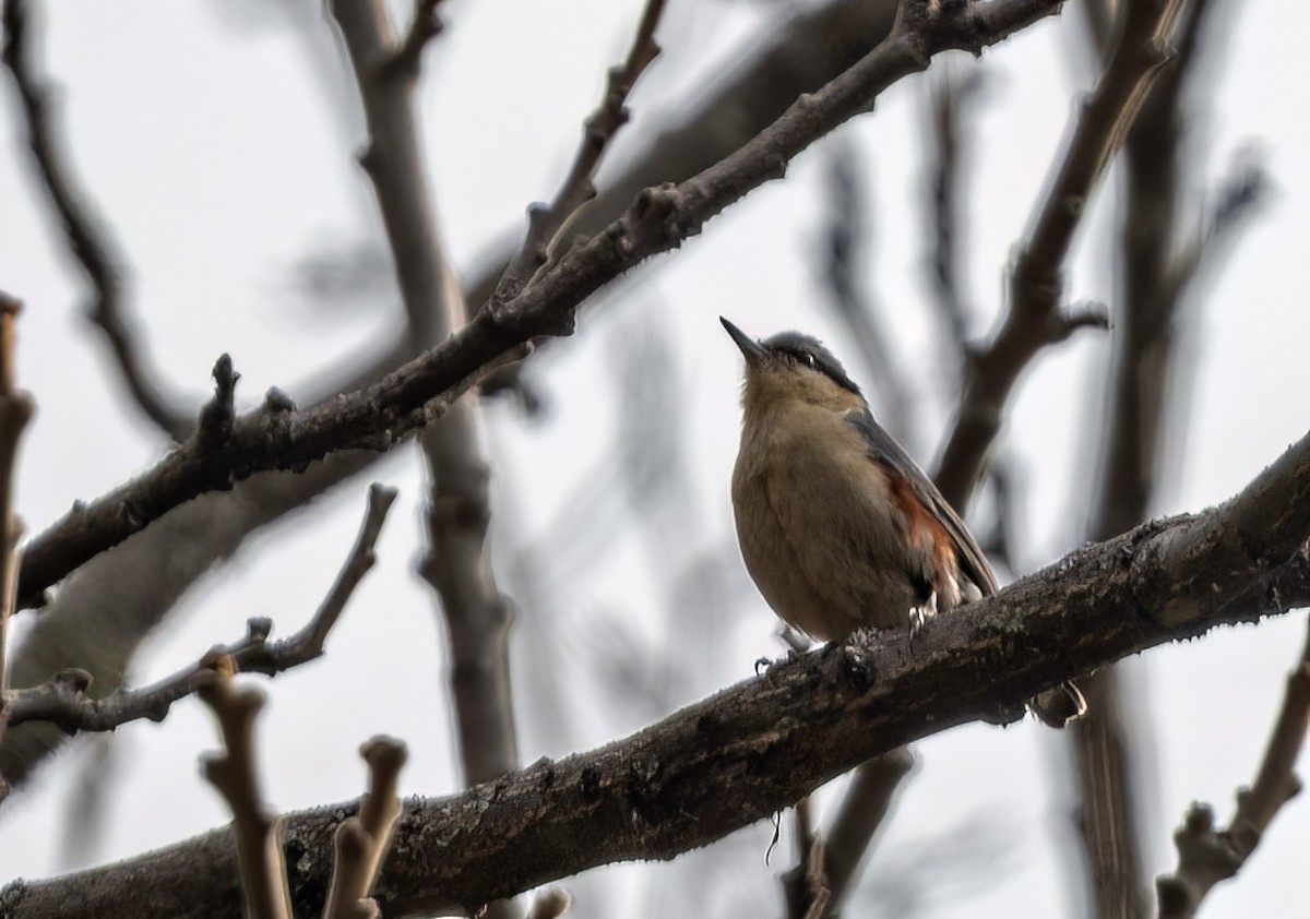 Chestnut-tailed Minla - ML617648426