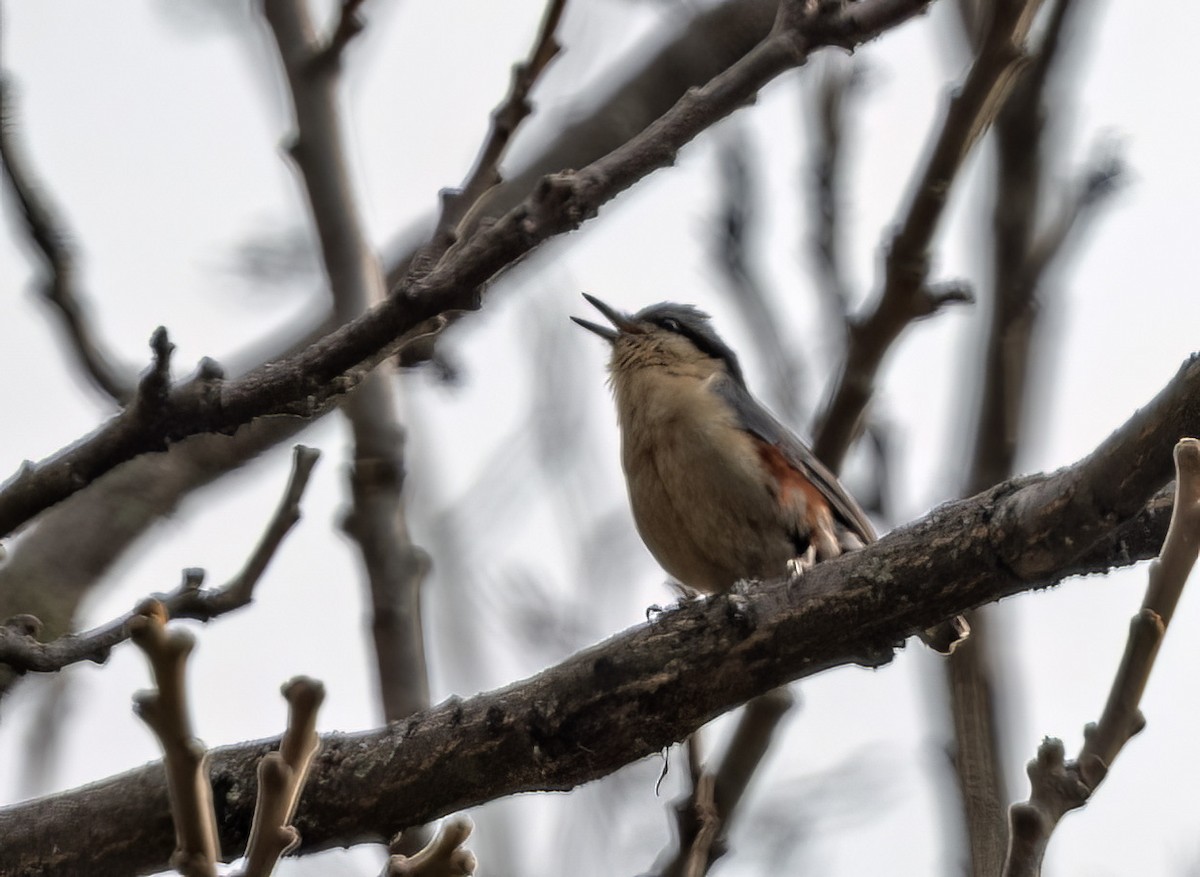 Chestnut-tailed Minla - ML617648427