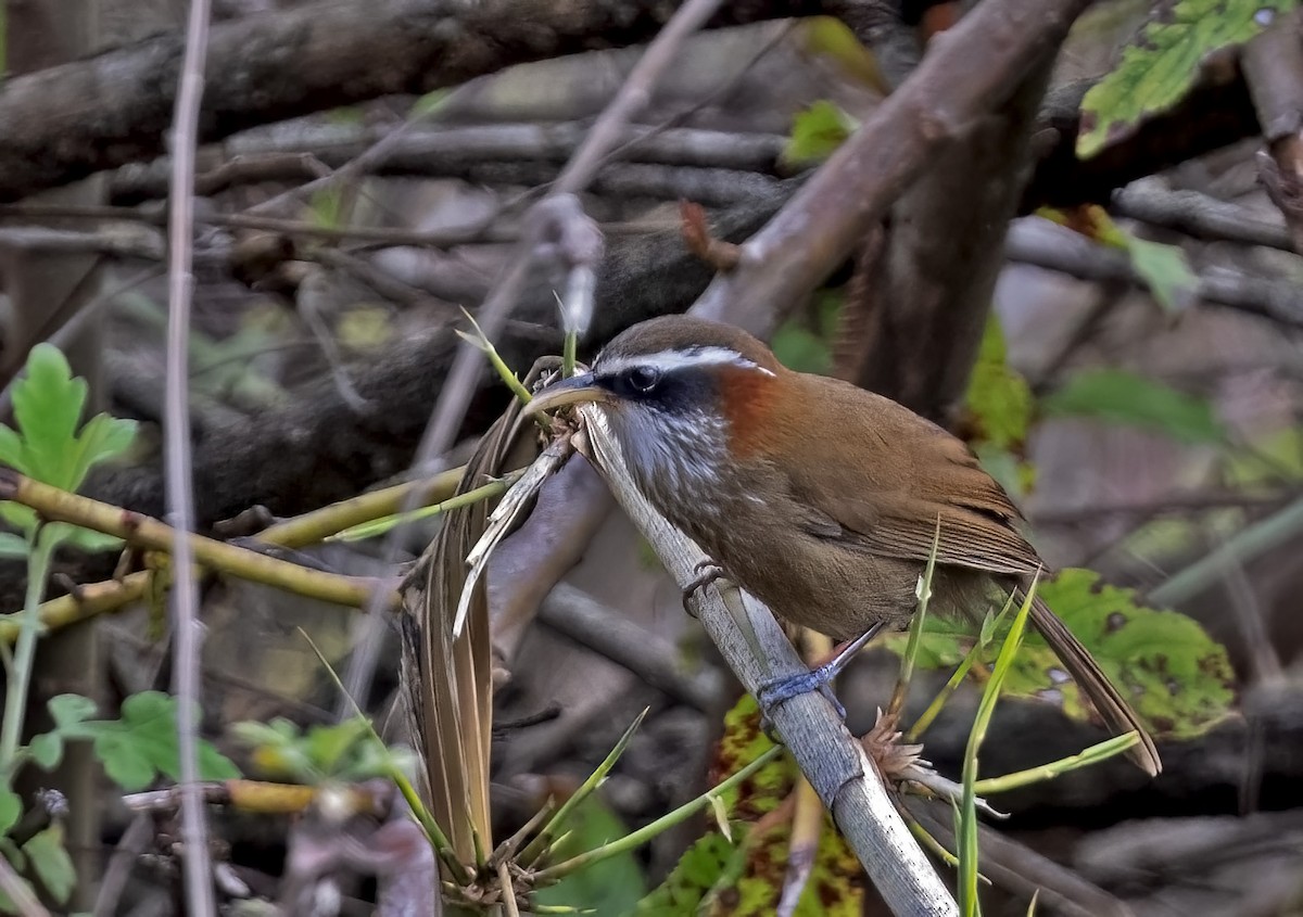 Streak-breasted Scimitar-Babbler - ML617648462