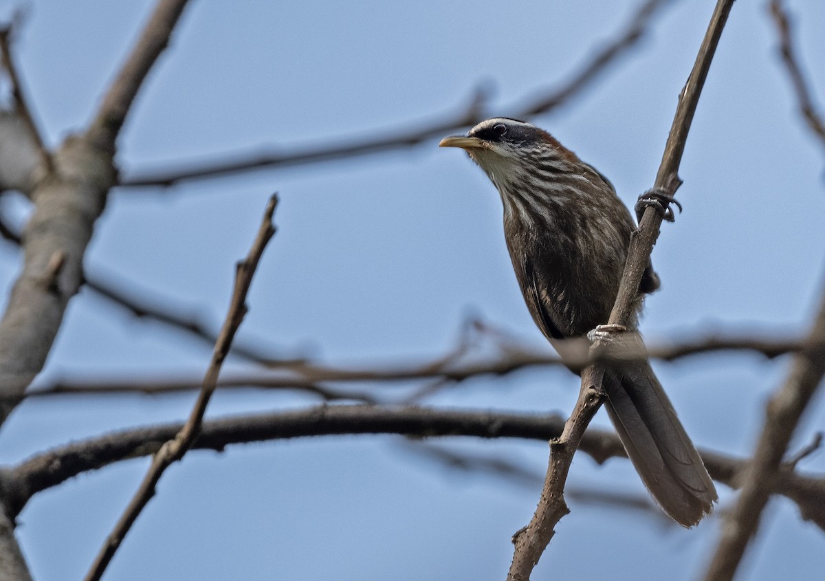 Streak-breasted Scimitar-Babbler - ML617648463