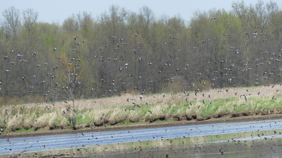 American Golden-Plover - ML617648468