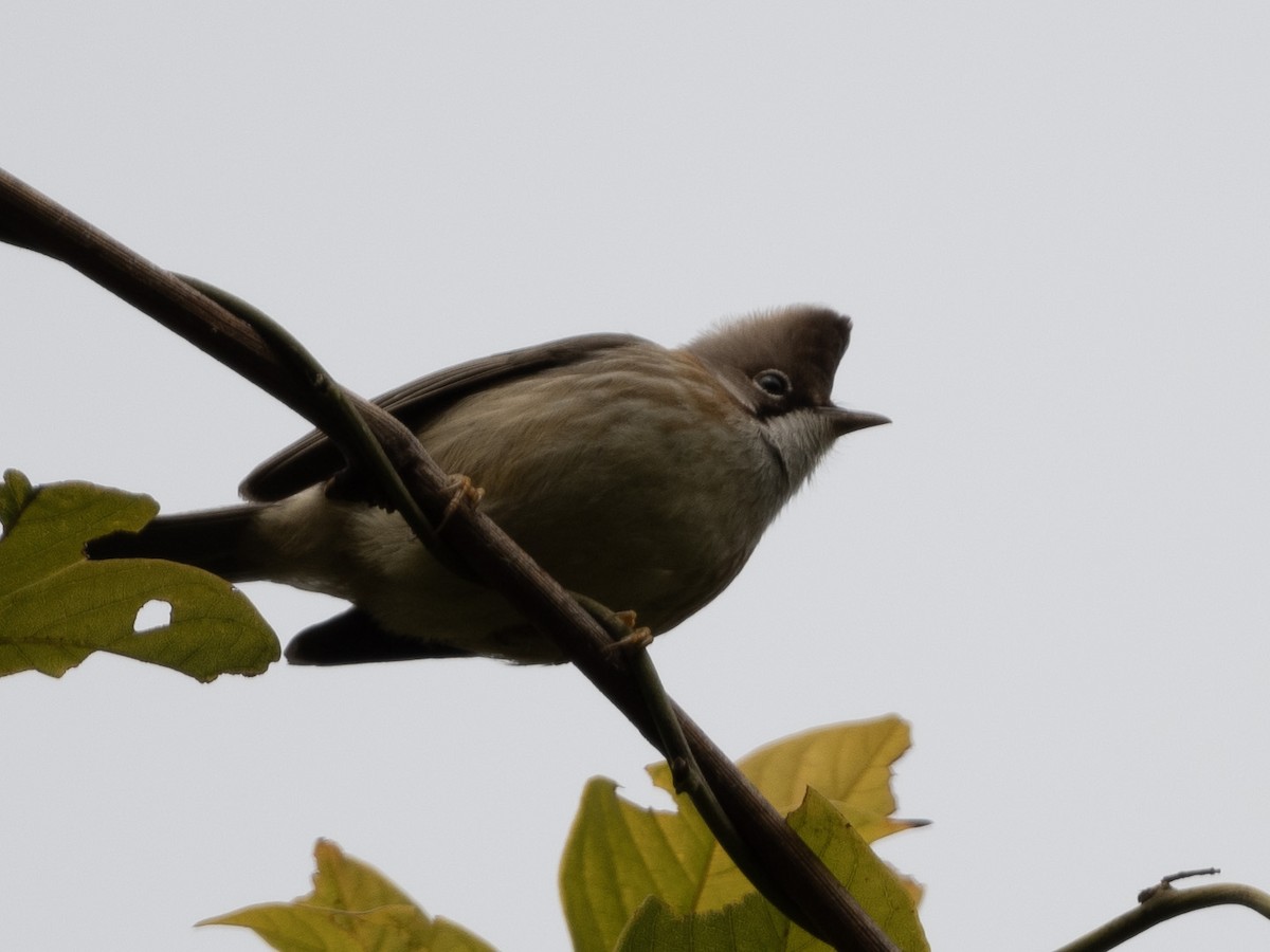 Whiskered Yuhina - ML617648469