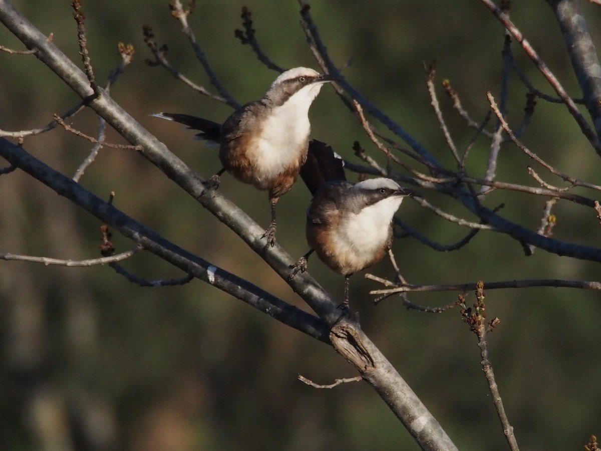 オーストラリアマルハシ - ML617648501