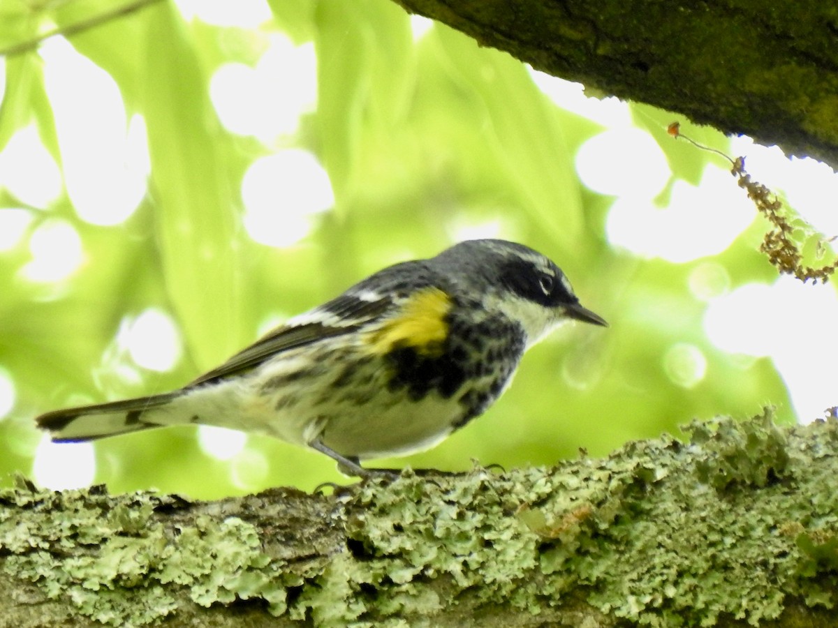 Paruline à croupion jaune (coronata) - ML617648535