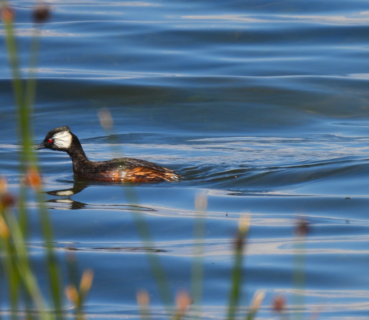 White-tufted Grebe - ML617648571