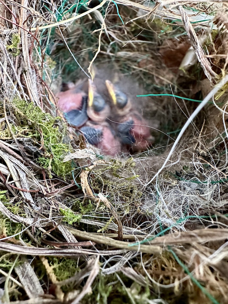 Carolina Wren - ML617648575