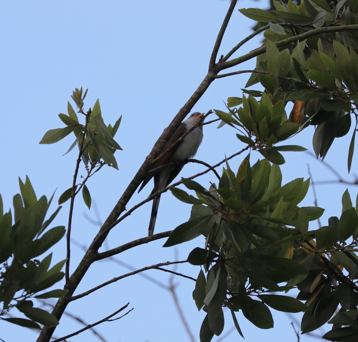 Yellow-billed Cuckoo - ML617648582