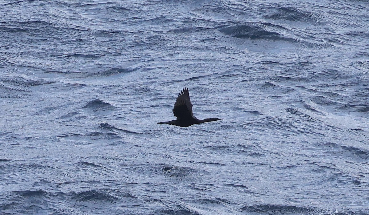 Pelagic Cormorant - ML617648637