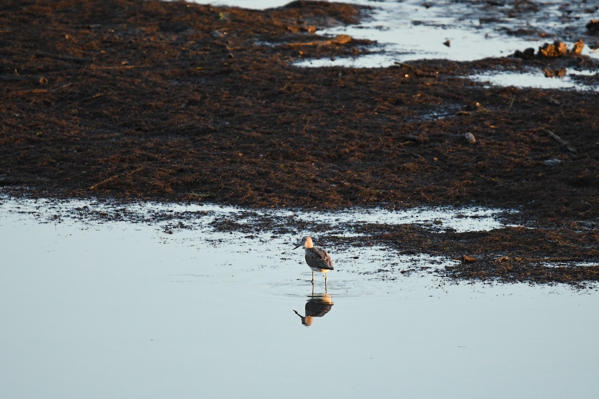 Common Greenshank - ML617648640