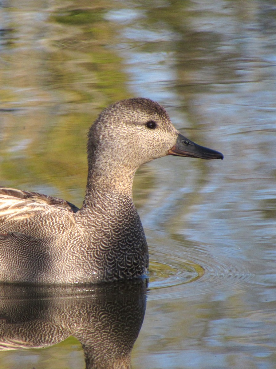 Gadwall - ML617648661