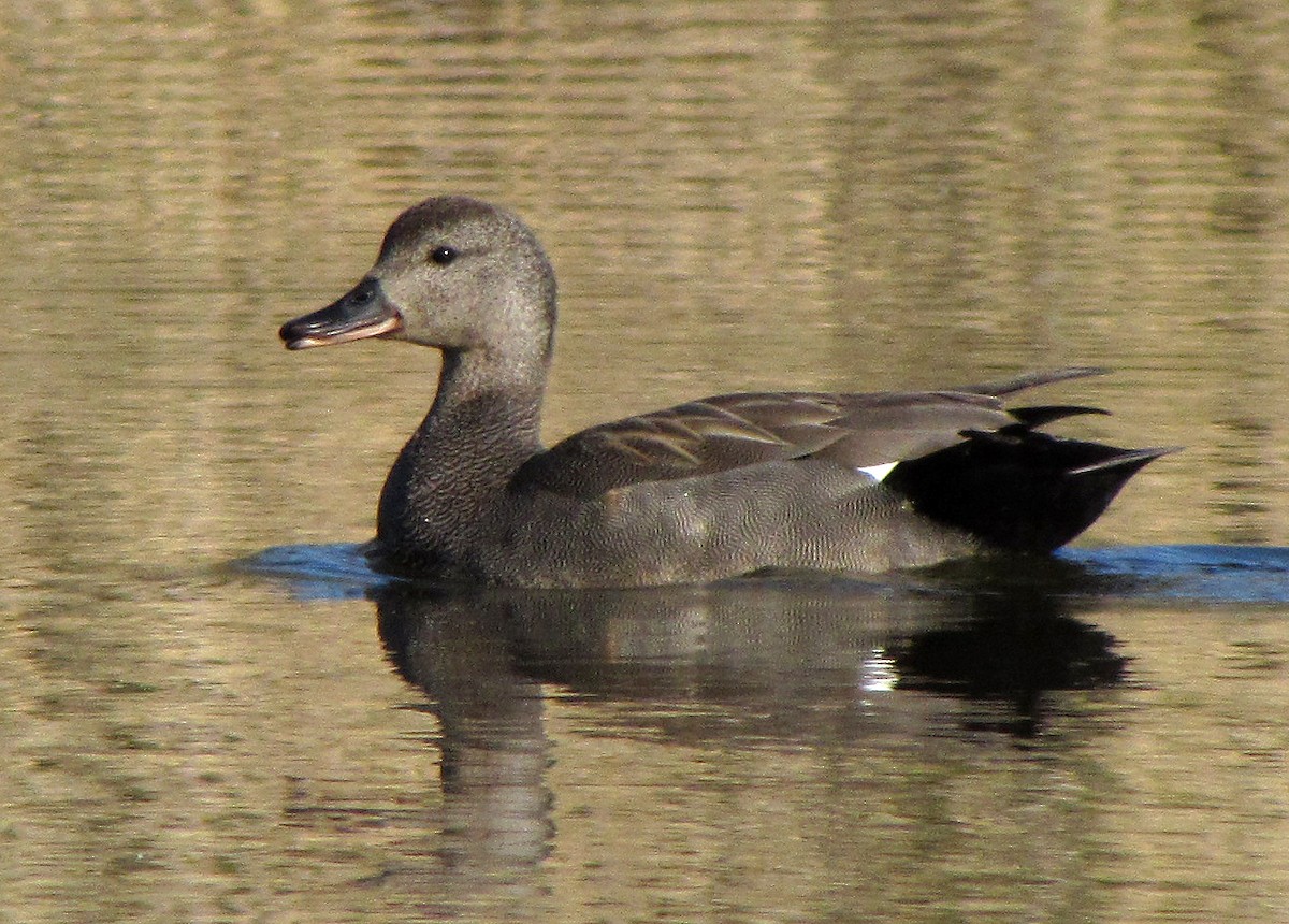 Gadwall - ML617648662