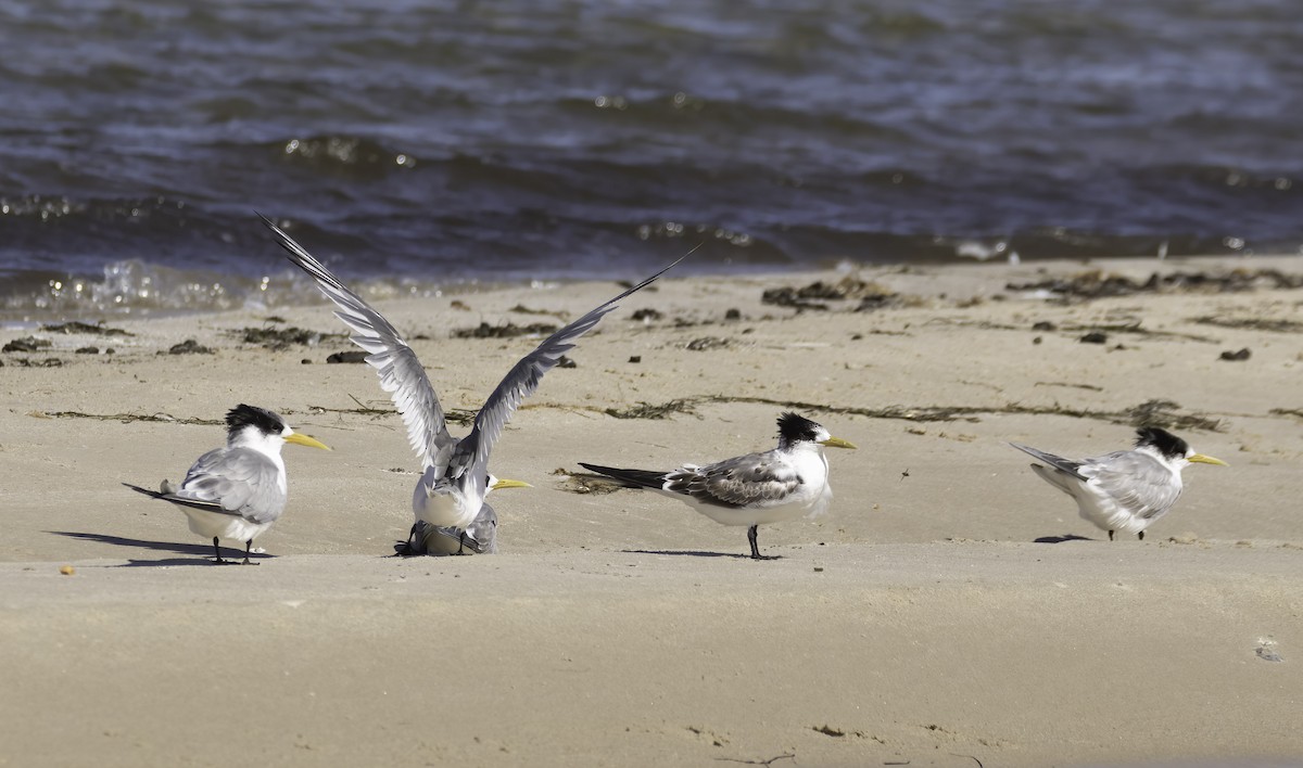 Great Crested Tern - ML617648669