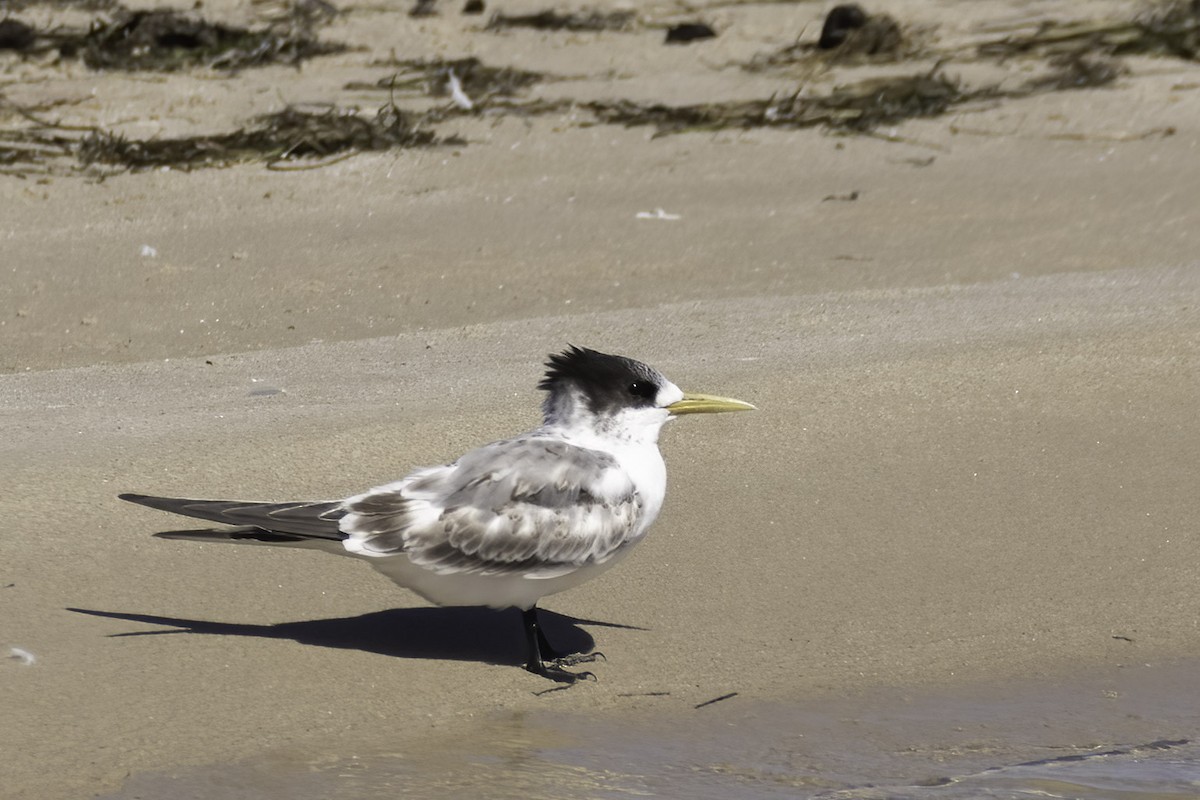 Great Crested Tern - ML617648670