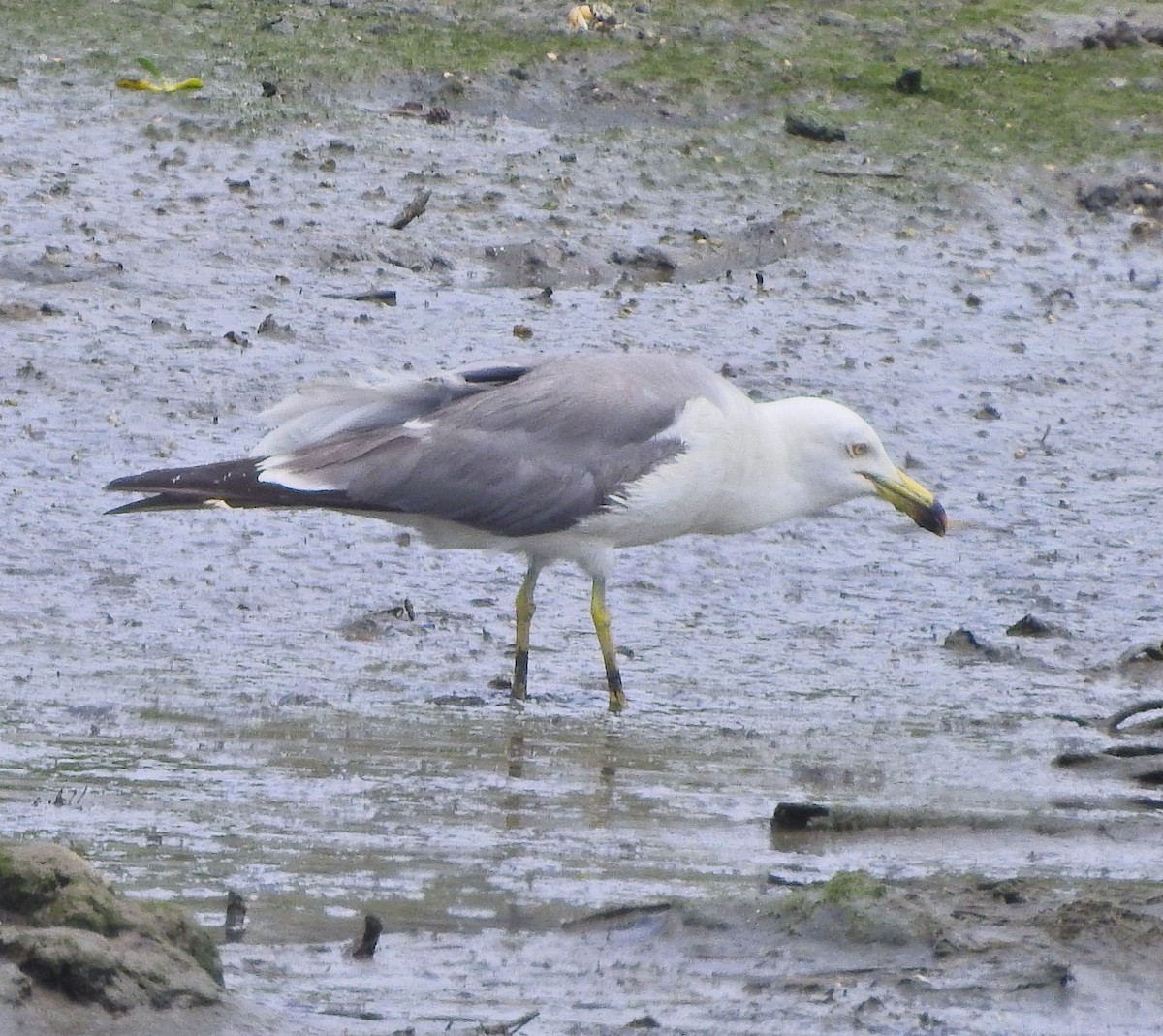 Gaviota Japonesa - ML617648686