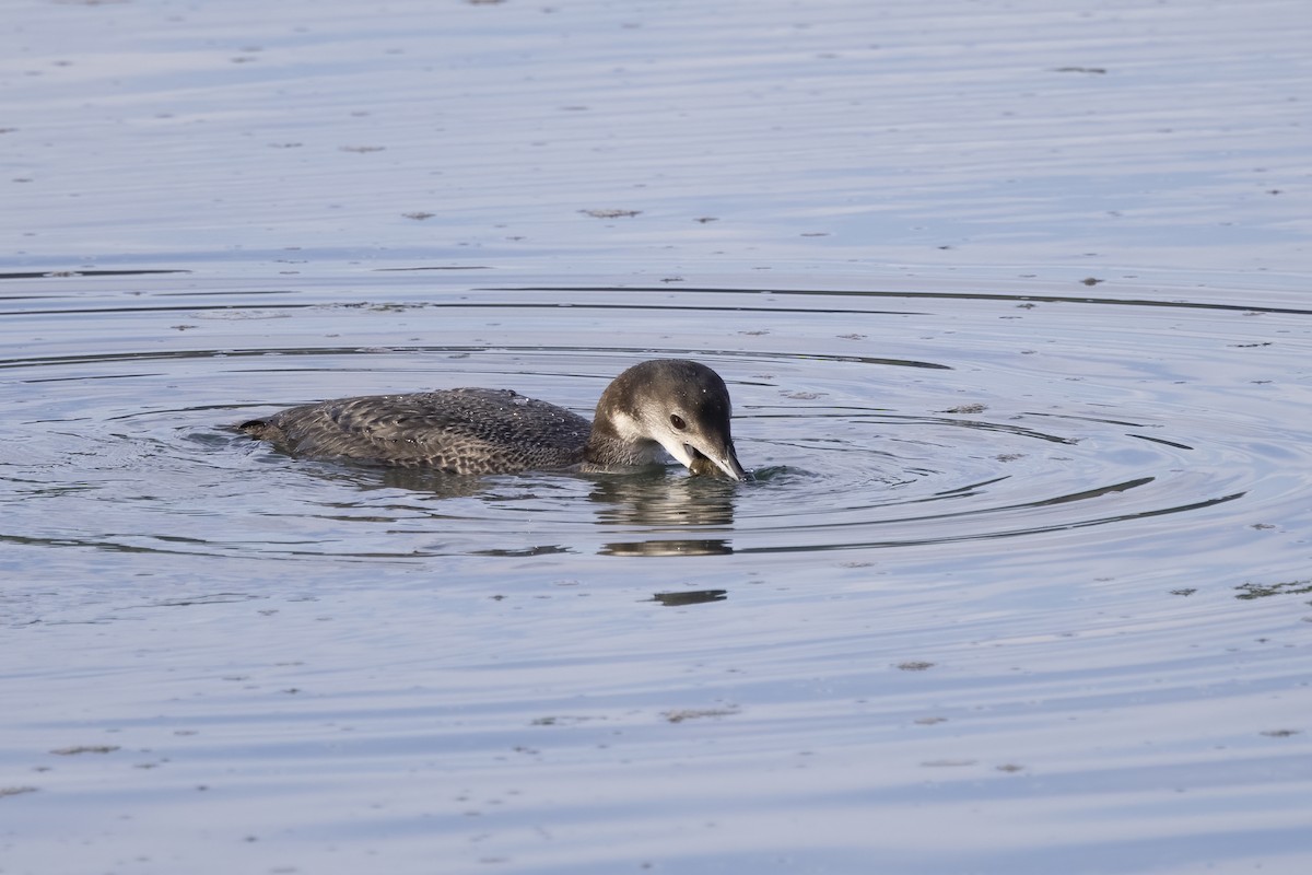 Plongeon huard - ML617648693