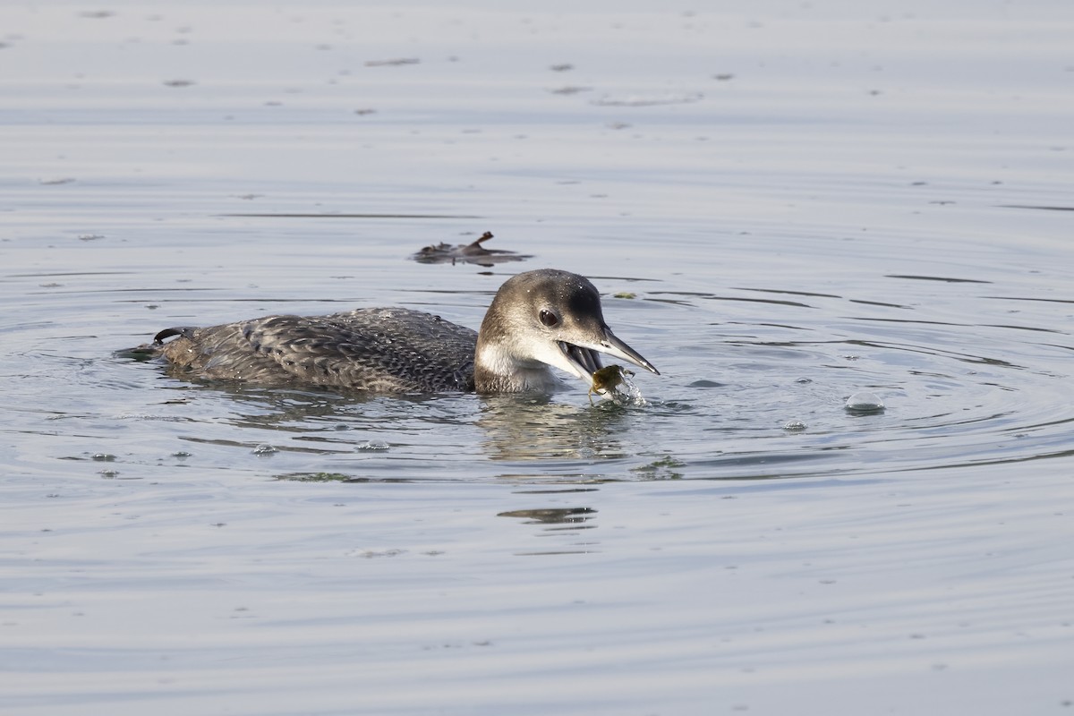 Common Loon - ML617648695