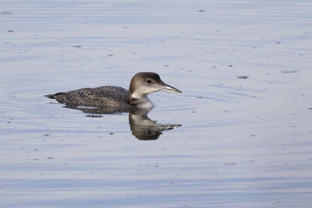 Plongeon huard - ML617648696