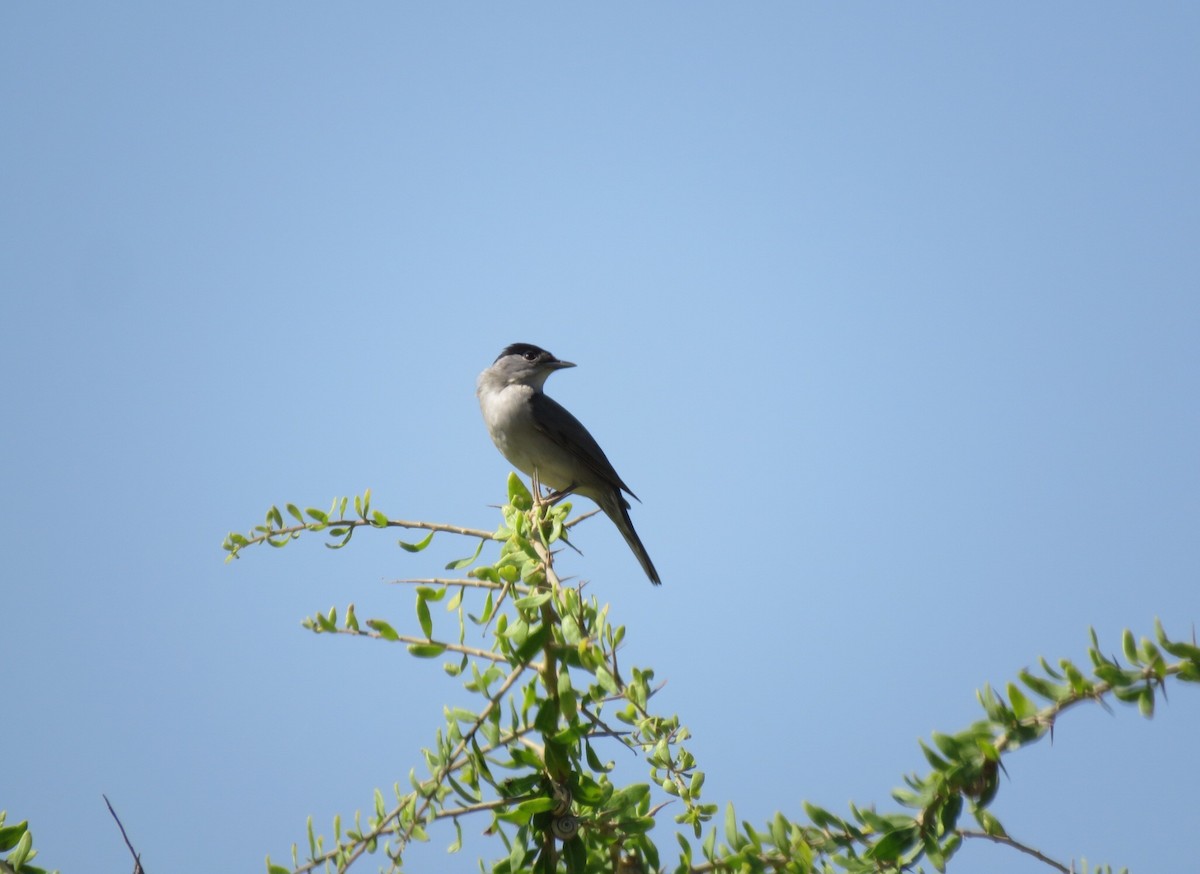 Eurasian Blackcap - ML617648718