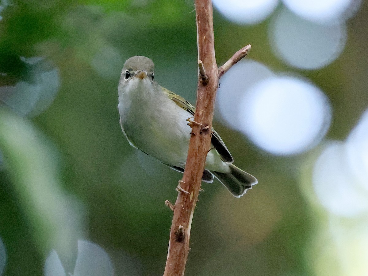 Ijima's Leaf Warbler - ML617648733