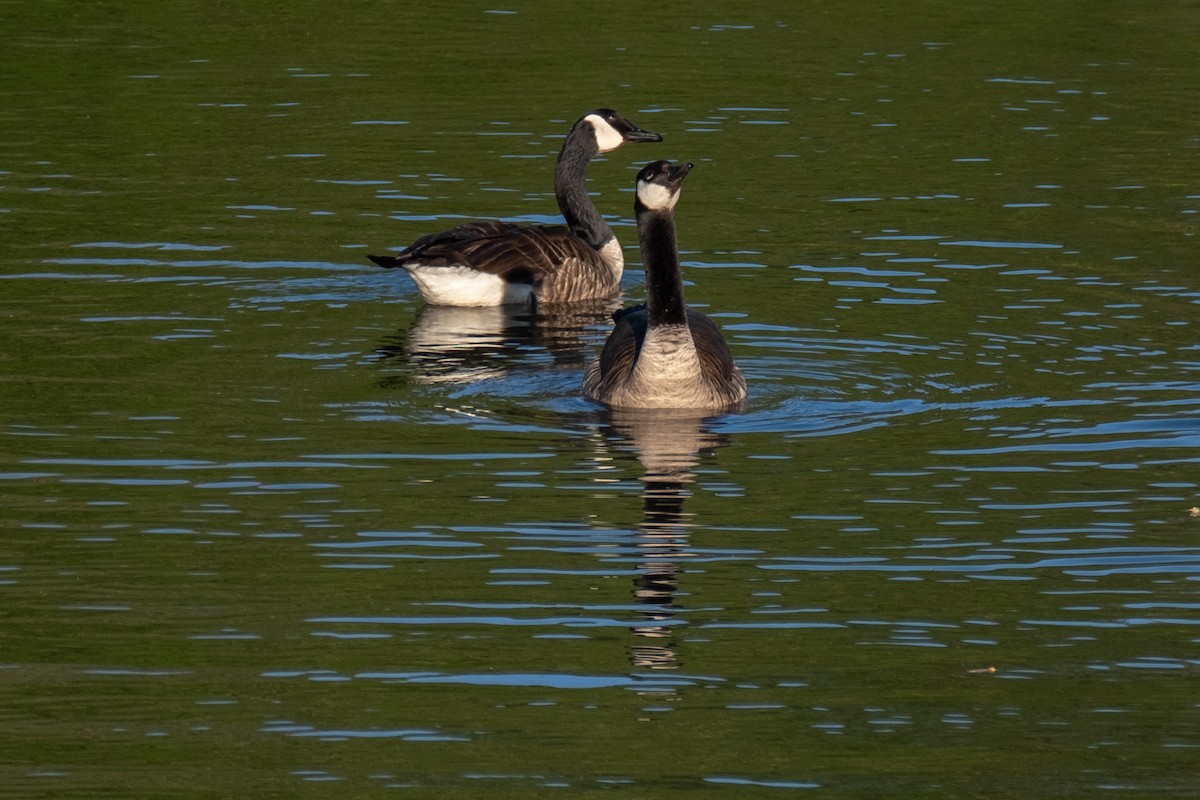 Canada Goose - ML617648797