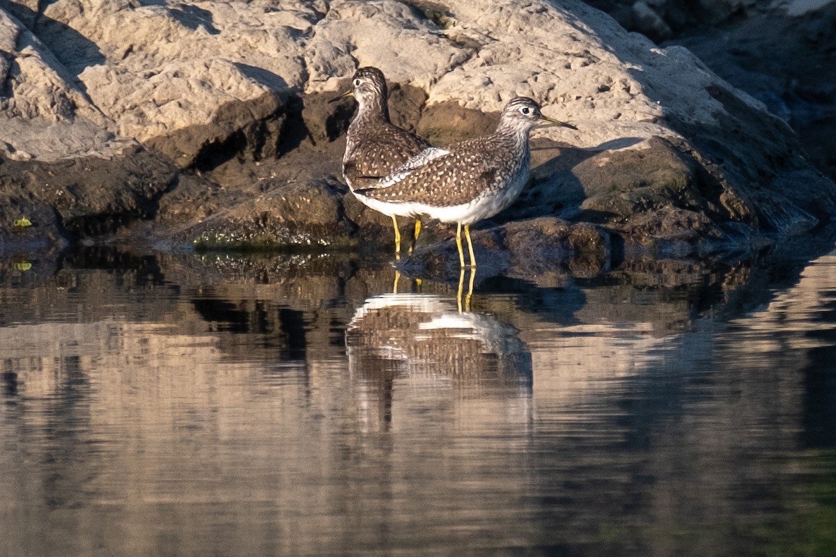 Solitary Sandpiper - Tim Horvath