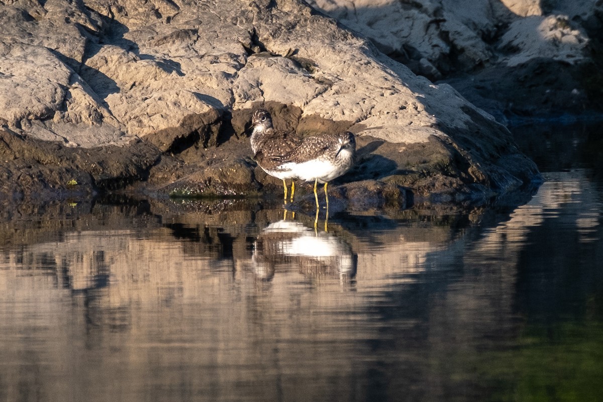 Solitary Sandpiper - Tim Horvath