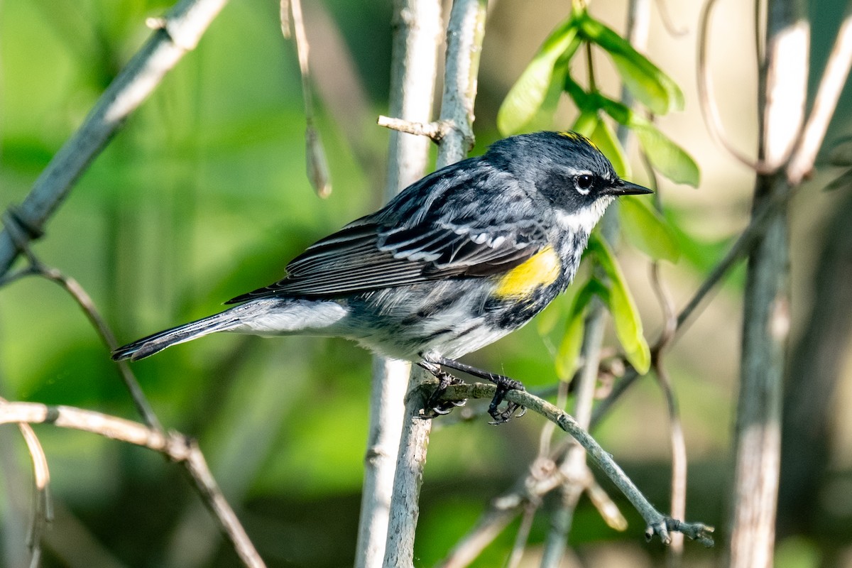 Yellow-rumped Warbler - Tim Horvath