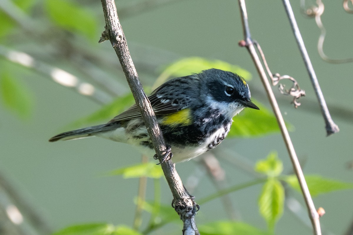 Yellow-rumped Warbler - Tim Horvath