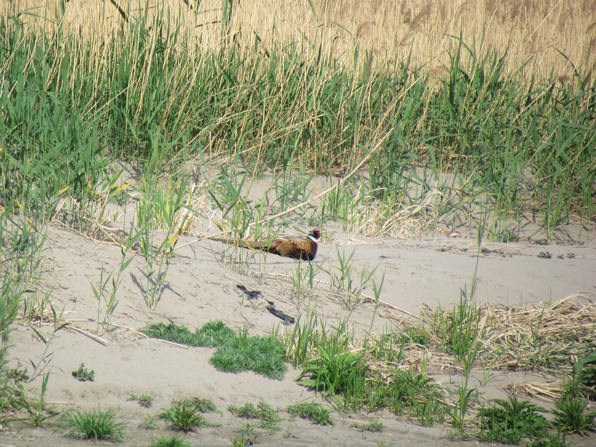 Ring-necked Pheasant - ML617648819