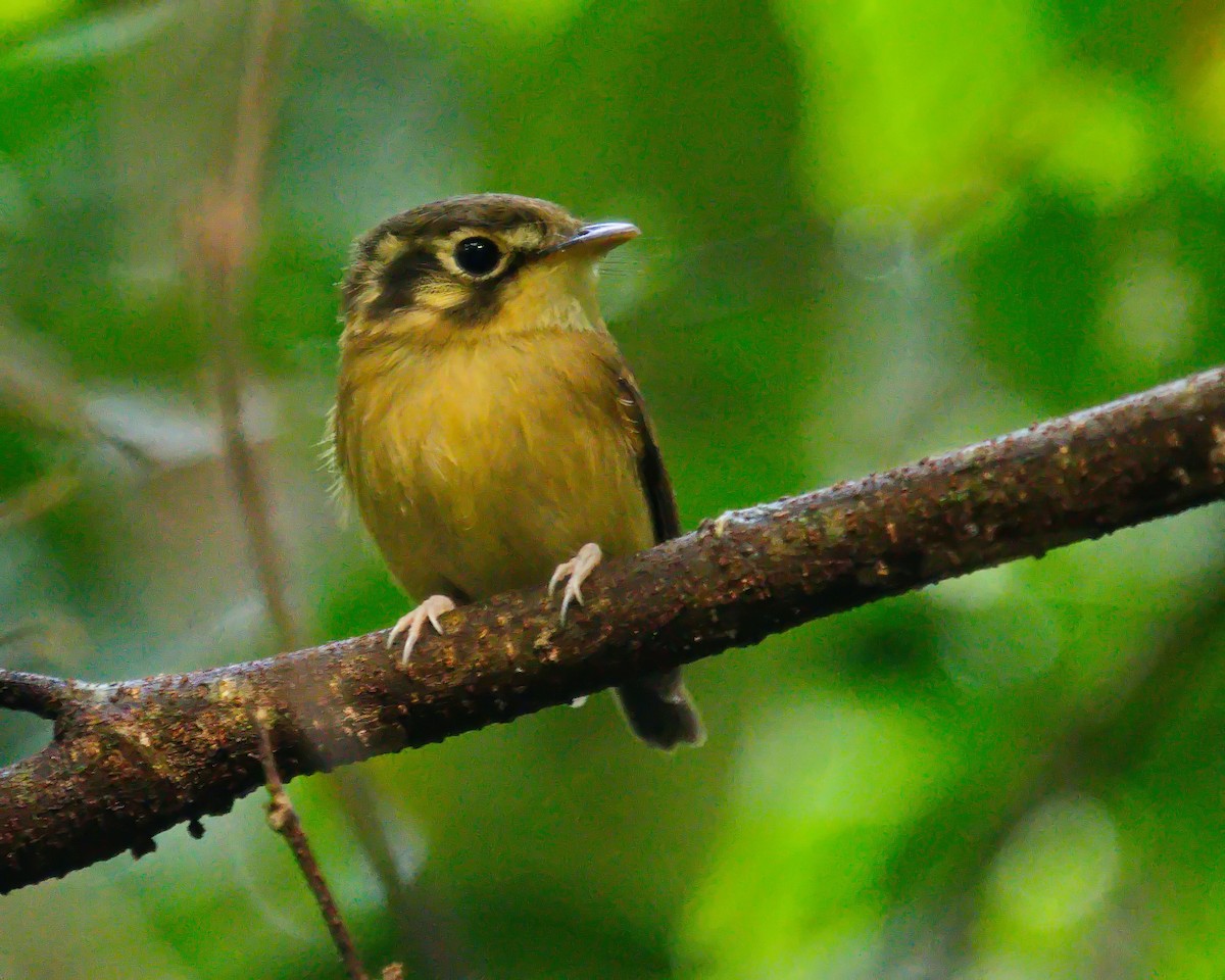 White-throated Spadebill - Amaury Pimenta