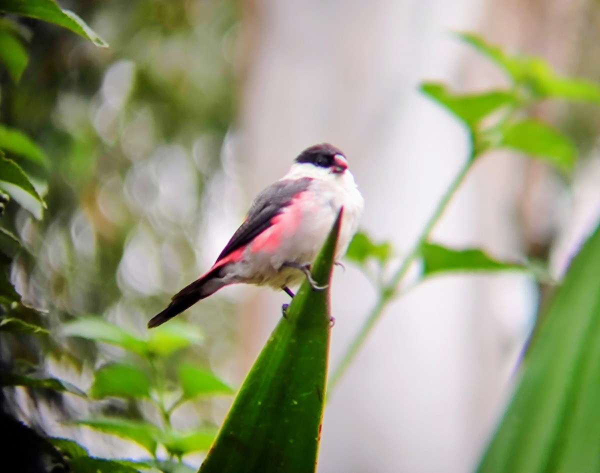 Black-crowned Waxbill - ML617648887