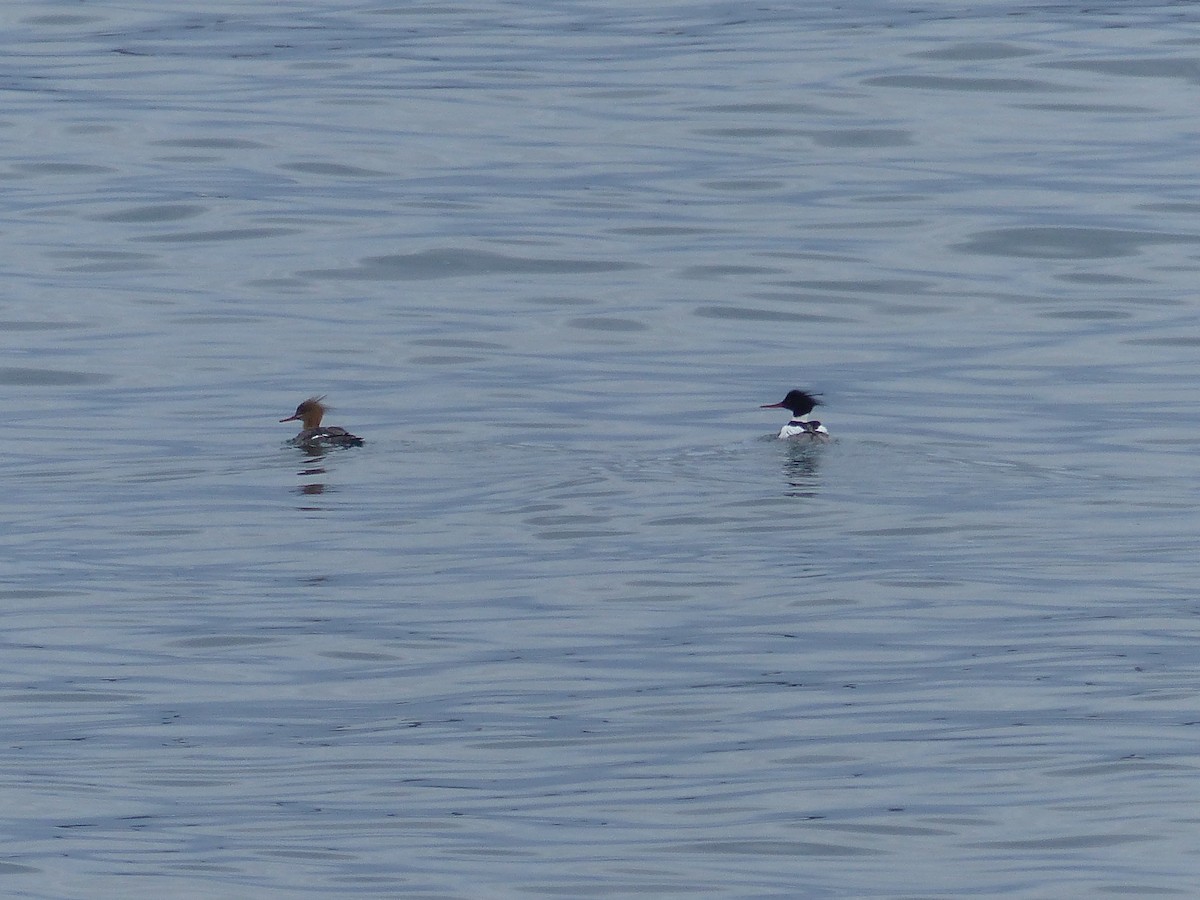 Red-breasted Merganser - ML617648915