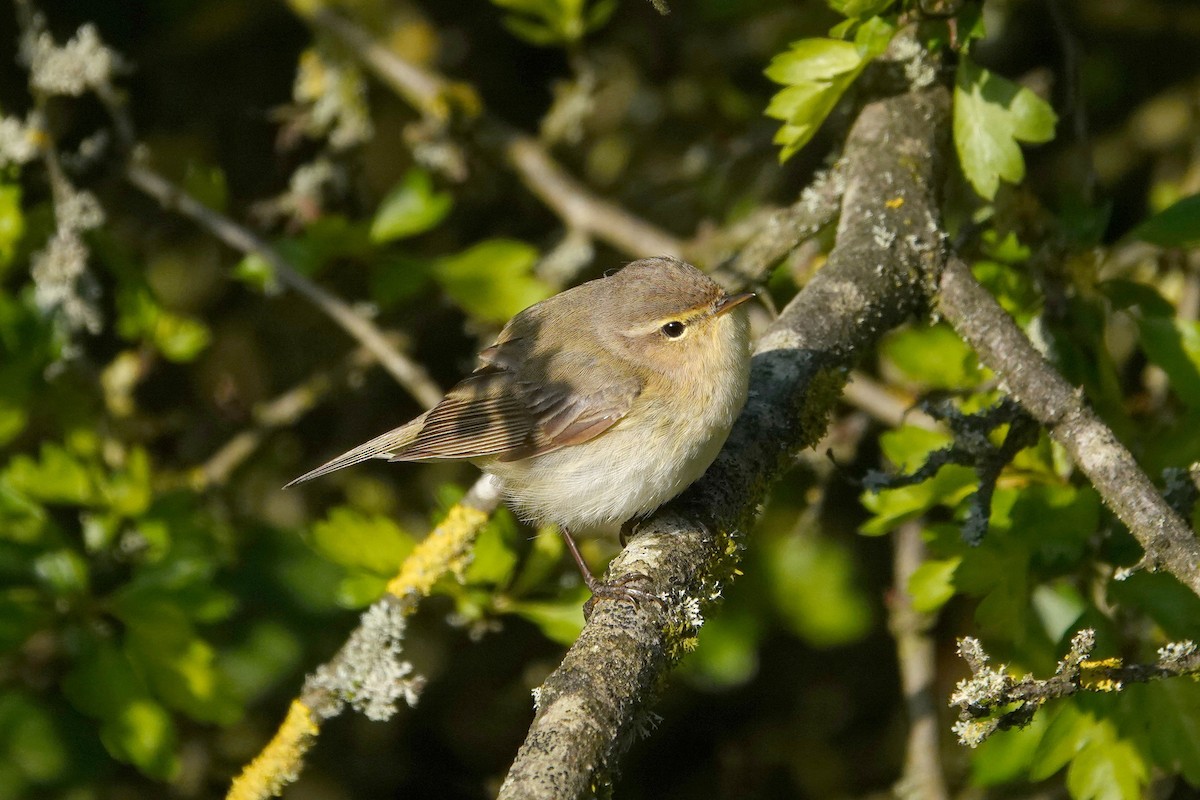 Common Chiffchaff - Ray Scally