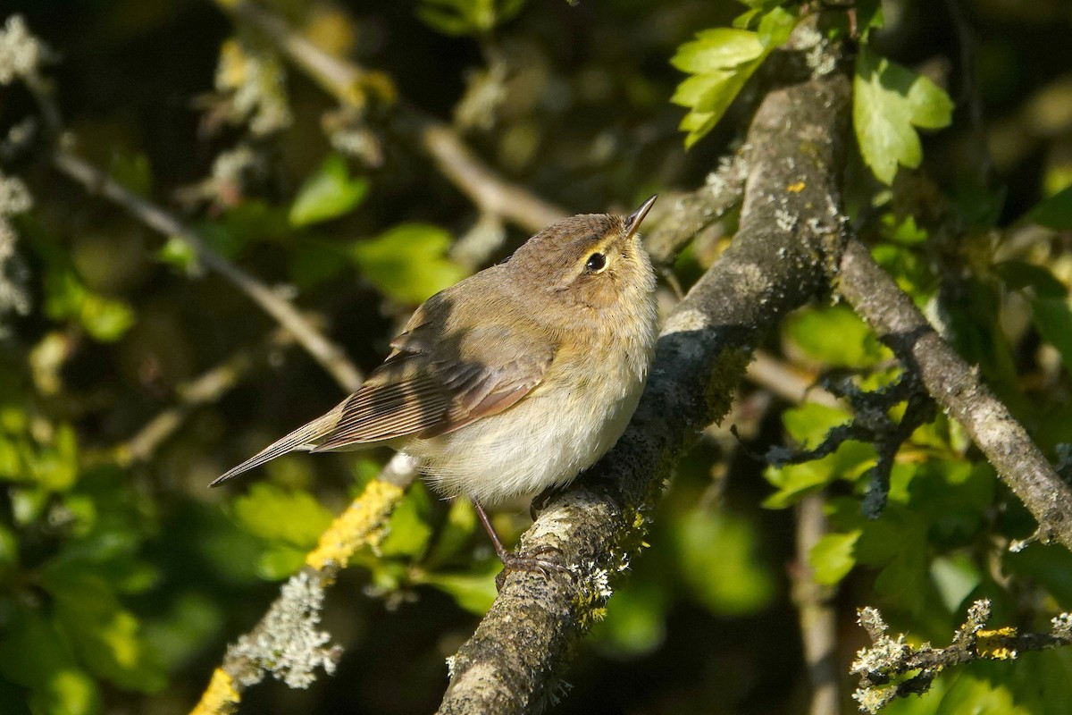 Common Chiffchaff - Ray Scally