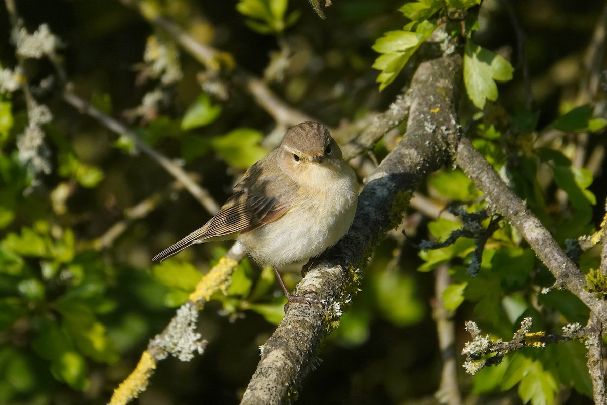 Common Chiffchaff - Ray Scally