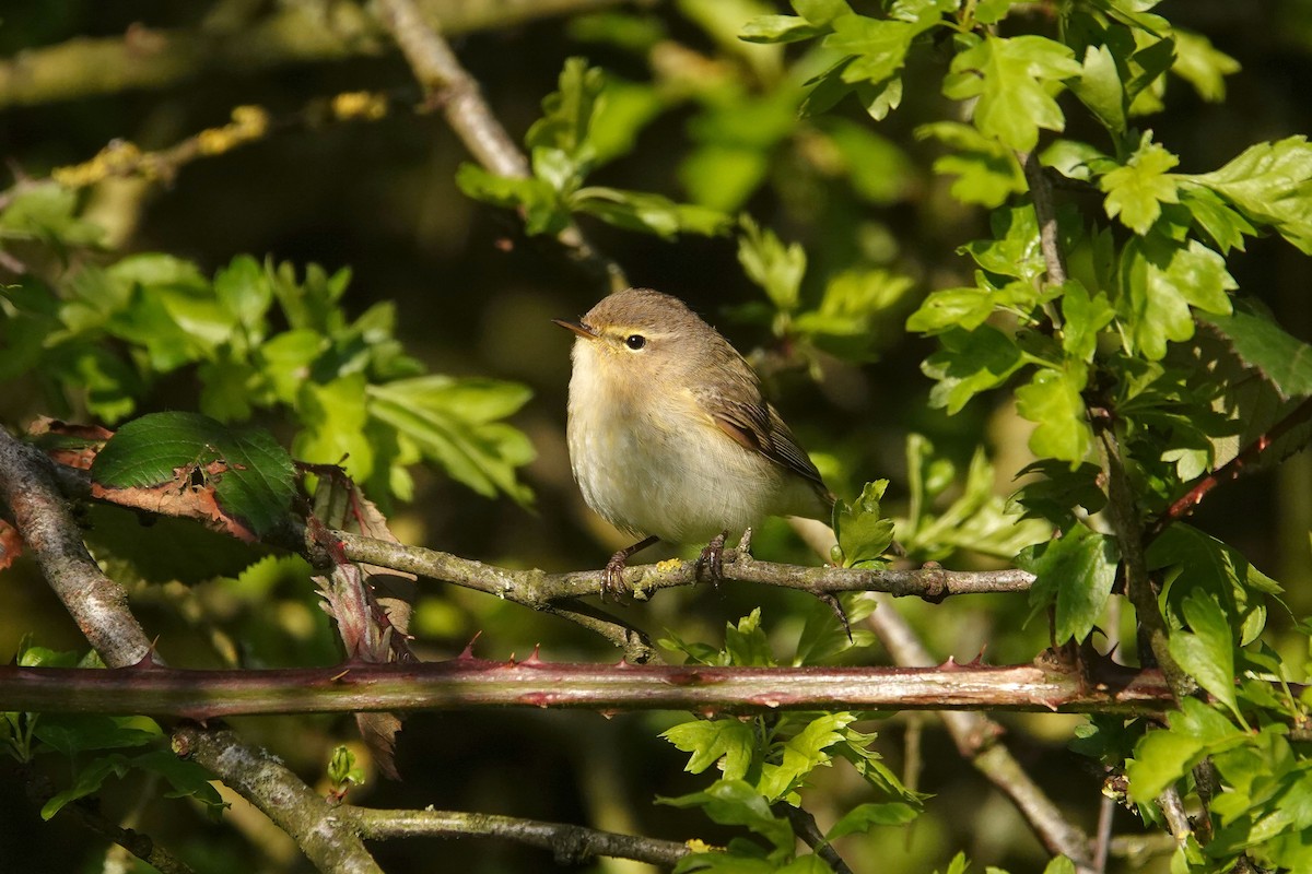 Common Chiffchaff - Ray Scally